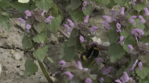 Buff-tailed bumblebee gathering nectar from purple dead-nettle flowers in the Stock Footage 276760378