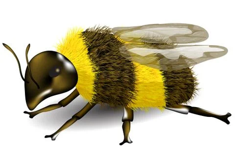 Buff-tailed bumblebee Stock Illustration