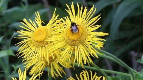 Buff-tailed bumblebee, large earth bumblebee on yellow oxeye Stock Footage 200127122