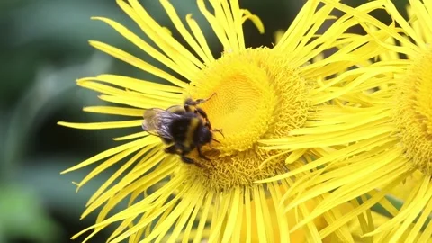 Buff-tailed bumblebee, large earth bumblebee on yellow oxeye Stock Footage 200128045