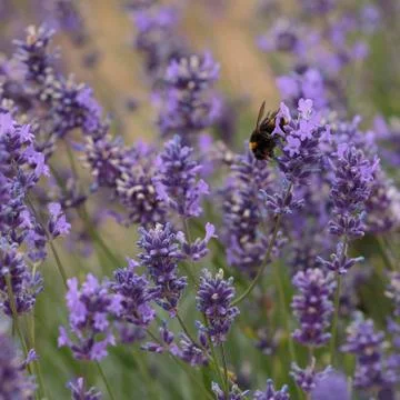 A Buff-Tailed Bumblebee on Lavender Stock Photos