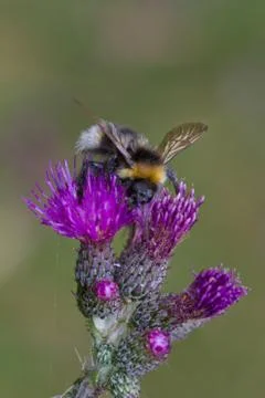 Buff-tailed bumblebee on Marsh thistle Foto stock