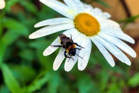 Buff-tailed Bumblebee . Stock Photos