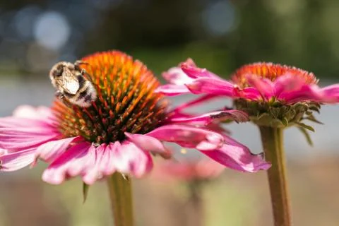 A buff tailed bumblebee on a pink echinacea coneflower. Stock Photos