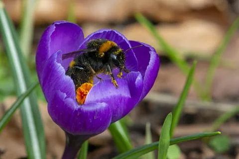 Buff-tailed bumblebee pollinates on Crocus Stock Photos