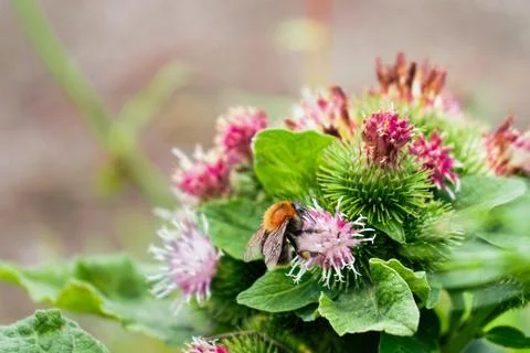 Buff Tailed Bumblebee Pollinating Greater Burdock Flower Stock Photos