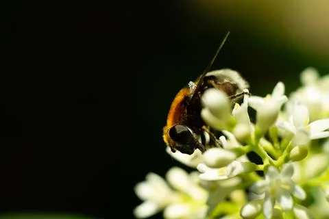 Buff tailed bumblebee on privet Stock Photos