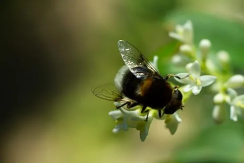 Buff tailed bumblebee on privet Stock Photos