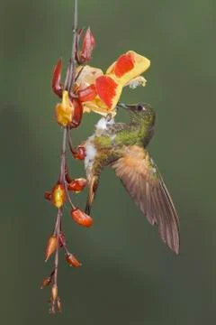 Buff-tailed Coronet (Boissonneaua flavescens) feeding at a flower while flying Stock Photos