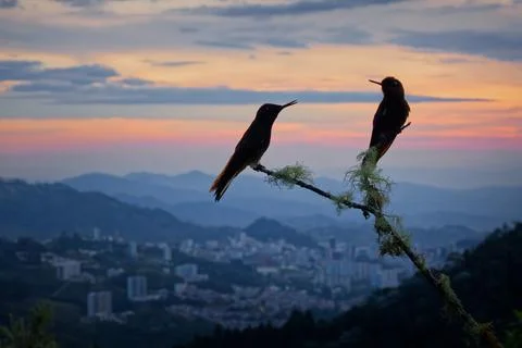 Buff-tailed Coronet, Boissonneaua flavescens -- two hummingbirds perched in.. Stock Photos