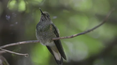 Buff-tailed Coronet hummingbird Stock Footage 48944947