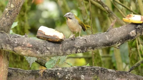 Buff-throated Saltator at feeder 스톡 동영상 64826261