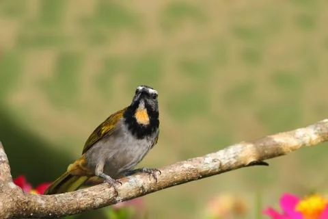 Buff-throated saltator Stock Photos