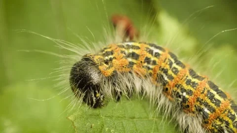 A buff-tip larva (Phalera bucephala) feeding on a leaf. Accelerated Stockbeeldmateriaal 333695967