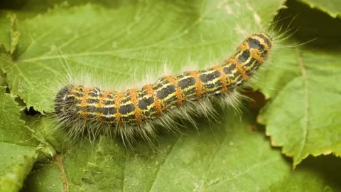 A buff-tip moth larva (Phalera bucephala) crawling, detailed texture Stock Footage 333696008