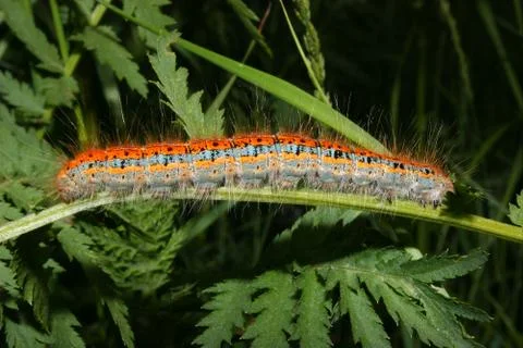 Buff-tip (phalera bucephala) - caterpillar Stock Photos