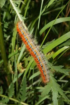 Buff-tip (phalera bucephala) - caterpillar Stock Photos