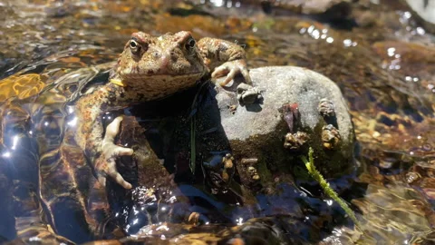 Buff Toad Posing At The River Stock Footage 287378961