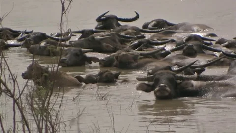 Buffalo 10 Stock Footage 79252469