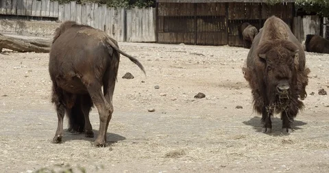 Buffalo 50fps Stock-Footage 114177020