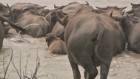Buffalo 9 Stock Footage 79252546