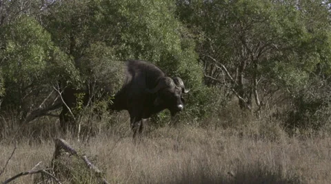 Buffalo in africa 動画素材 27242273
