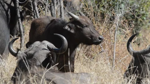 Buffalo in africa Video stock 53089297