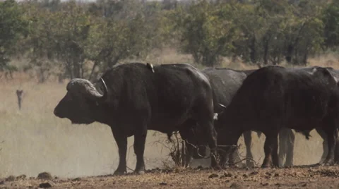 Buffalo in africa Video stock 53089403