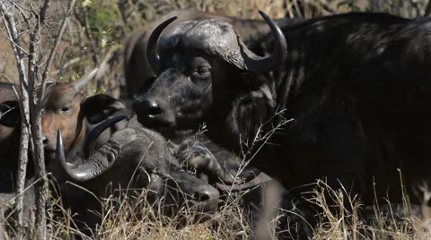 Buffalo in africa Stock Footage 53089439