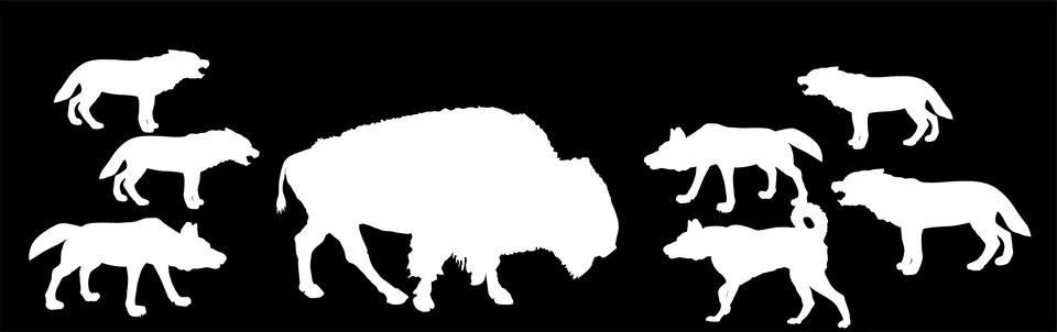 Buffalo against wolf pack vector silhouette illustration isolated 库存插图