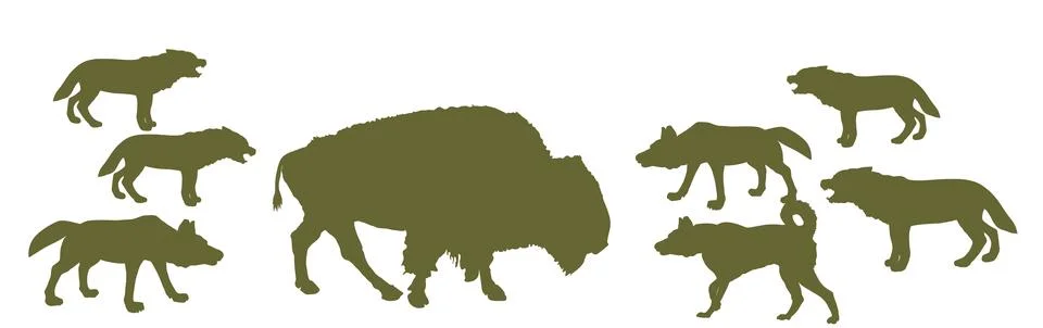 Buffalo against wolf pack vector silhouette illustration isolated 库存插图