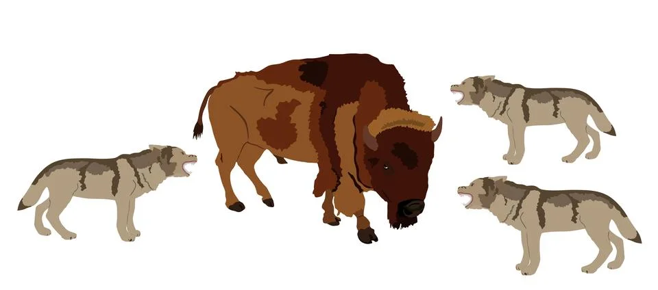 Buffalo against wolf pack vector illustration 库存插图
