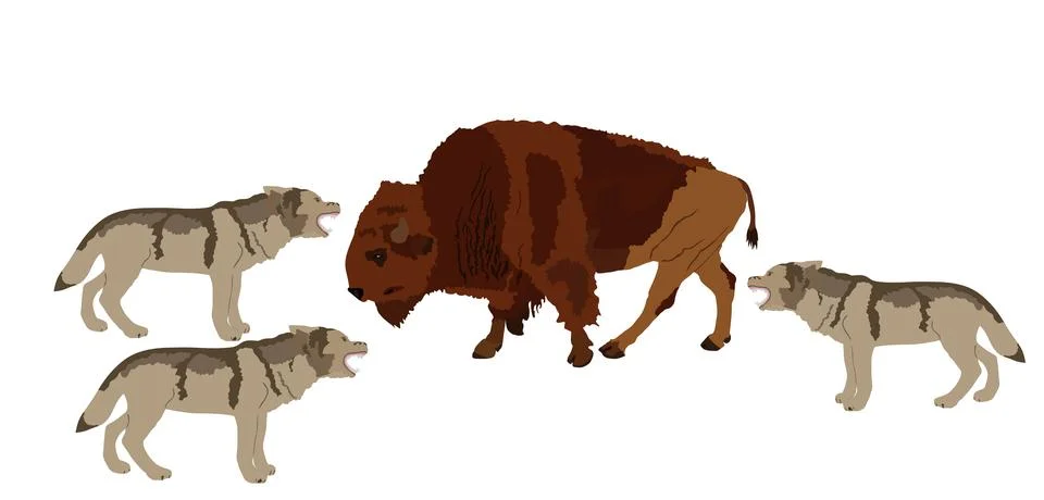 Buffalo against wolf pack vector illustration 库存插图