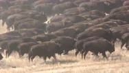 Buffalo Aka Bison Stampede Running Large Herd In Prairie Grassland Great Plains Stock Footage