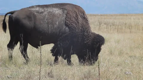 Buffalo American Bison Stock Footage 27065599