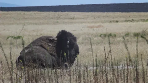 Buffalo,  American Bison Stock Footage 27074174