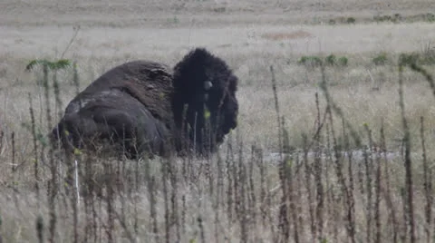 Buffalo American Bison resting Stock Footage 27069783