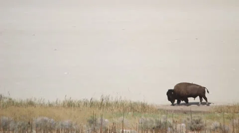 Buffalo,  American Bison walking Stock Footage 27068808