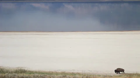 Buffalo,  American Bison walking Stock Footage 27073399