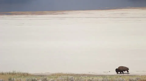 Buffalo,  American Bison walking Stock Footage 27074632