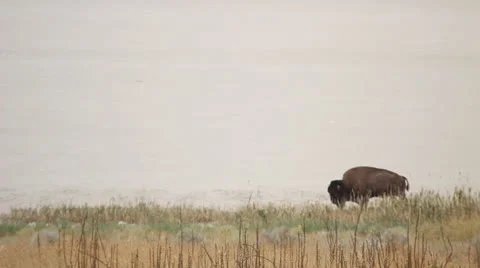 Buffalo,  American Bison walking Stock Footage 27074823