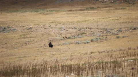 Buffalo and antelope Stock Footage 27065466