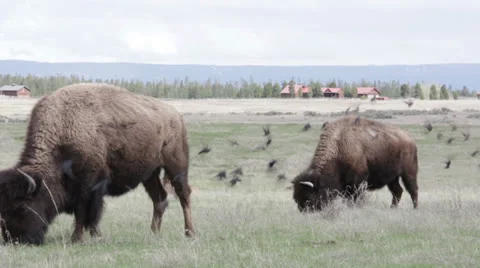 Buffalo and Birds in the Grass Stock Footage 25792133