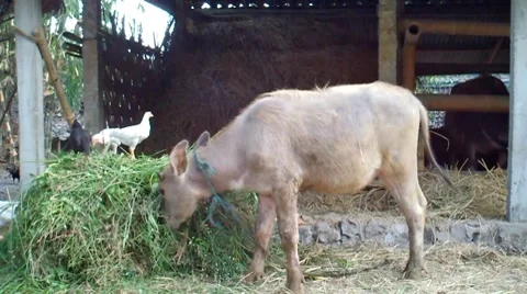 Buffalo and Chicken Vídeo Stock 8600352