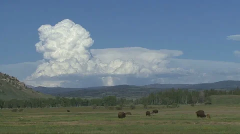 BUFFALO AND CLOUD Video stock 34955762