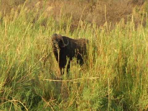 Buffalo and croc 库存影片 125991329