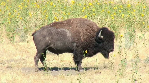 Buffalo and flowers Stock Footage 306732