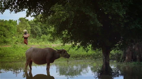 Buffalo and Local Stock Footage 40681852