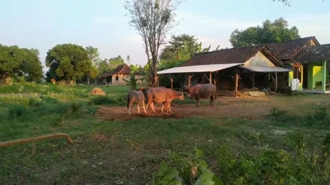 Buffalo animal Stock Footage 275254126