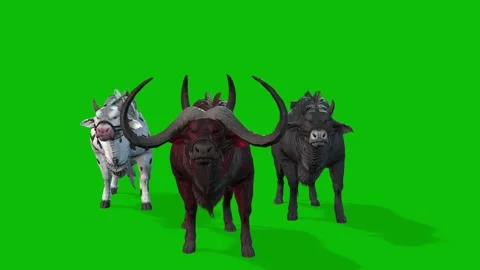 Buffalo Animation Set | Walking, Running, Grazing, and Idle Motion Loops Stock Footage 312549872